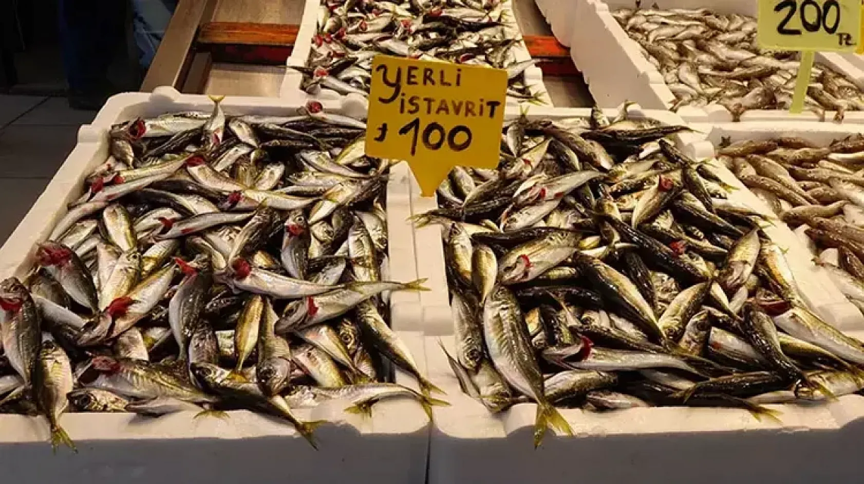 2026 Balık Avı Yasağı Ne Zaman Başlıyor? Av Yasağı Takvimi Belli Oldu!