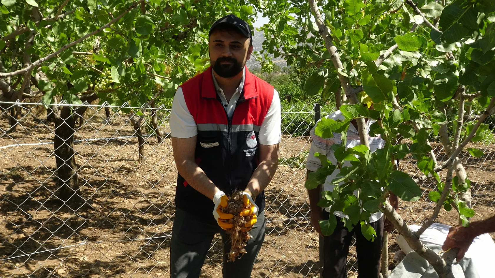 Fıstık ve üzüm bahçesindeki boş alanı safranla değerlendirdi: Geliri 10 kat arttı
