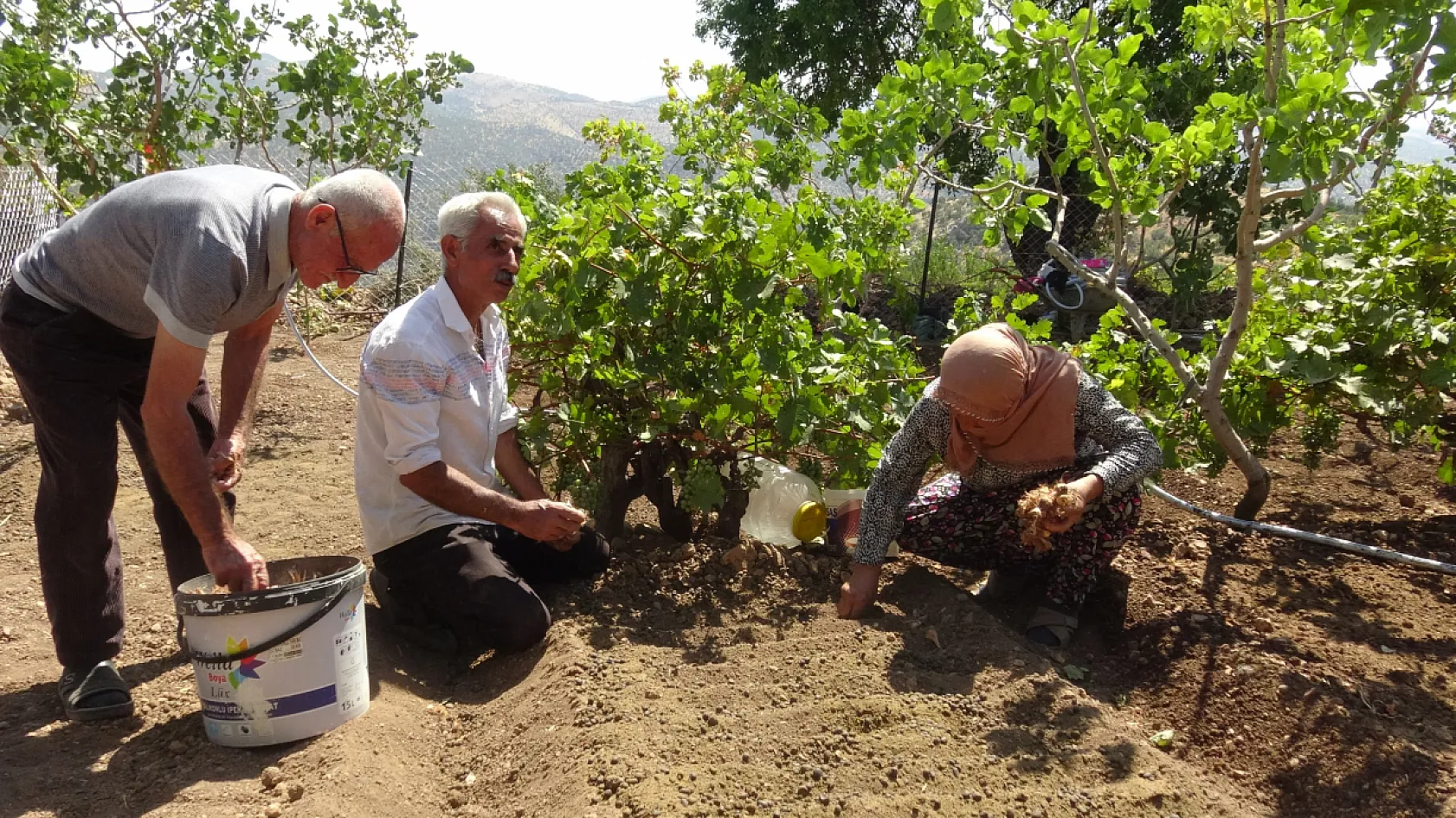 Fıstık ve üzüm bahçesindeki boş alanı safranla değerlendirdi: Geliri 10 kat arttı