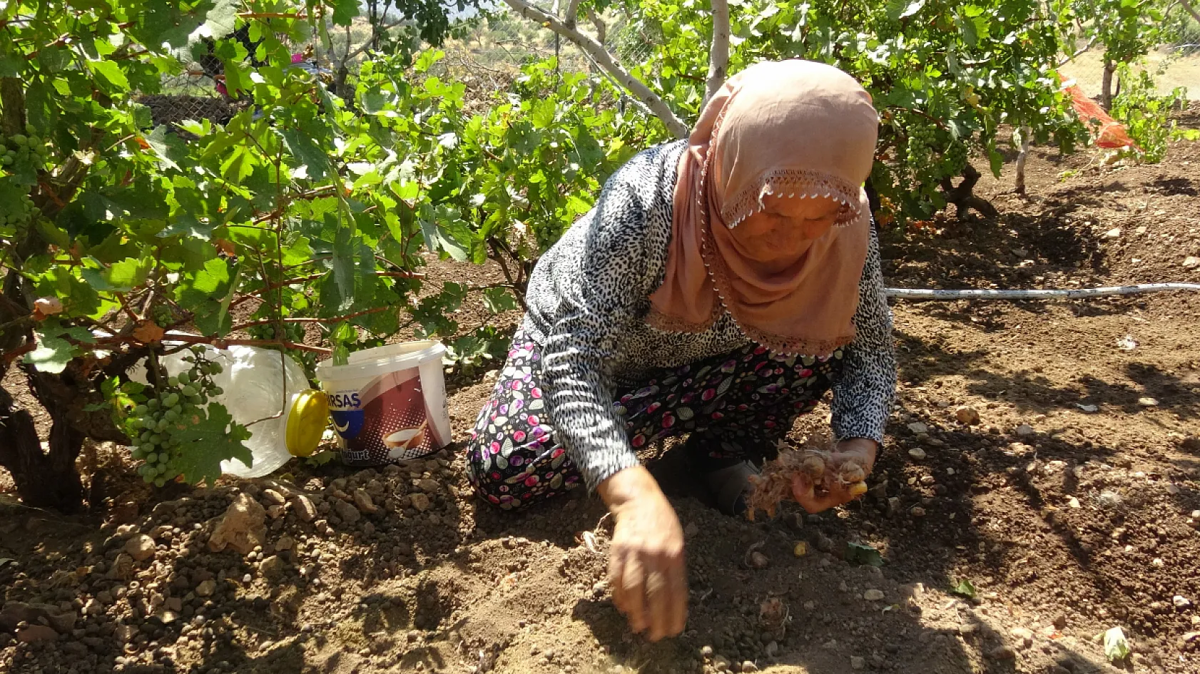 Fıstık ve üzüm bahçesindeki boş alanı safranla değerlendirdi: Geliri 10 kat arttı