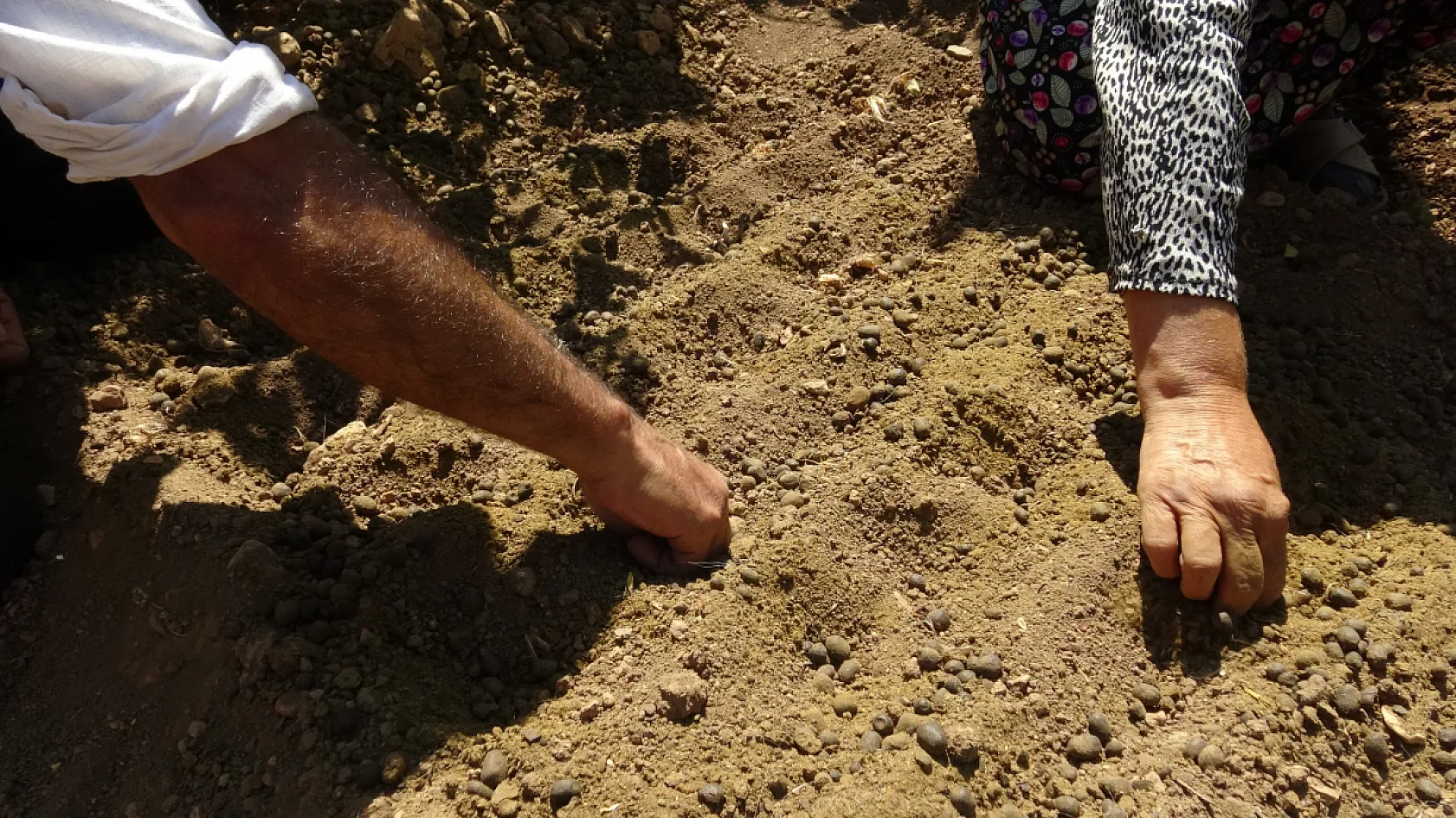 Fıstık ve üzüm bahçesindeki boş alanı safranla değerlendirdi: Geliri 10 kat arttı