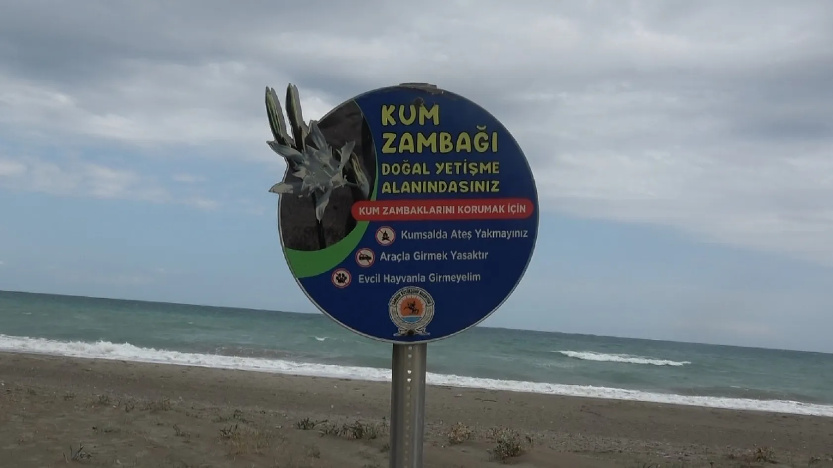 Kum zambaklarını koparmanın cezası 699 bin lira