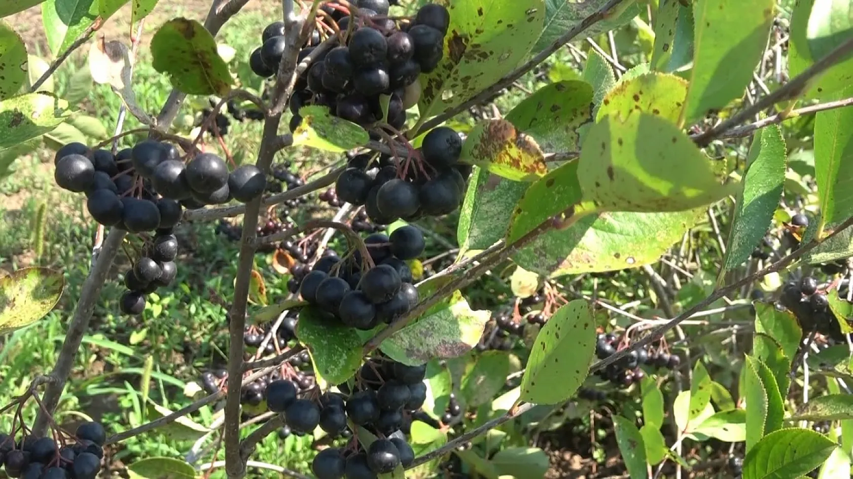 Bafra Ovası'nda şifa kaynağı aronya hasadı başladı