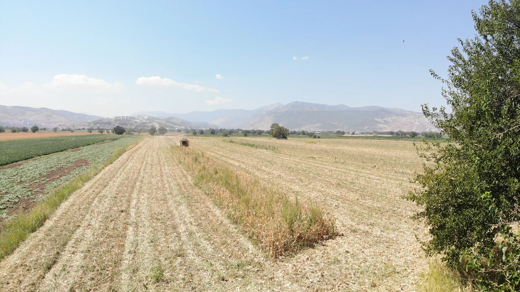 Kahramanmaraş'ta mısır tarlalarında hasat mesaisi