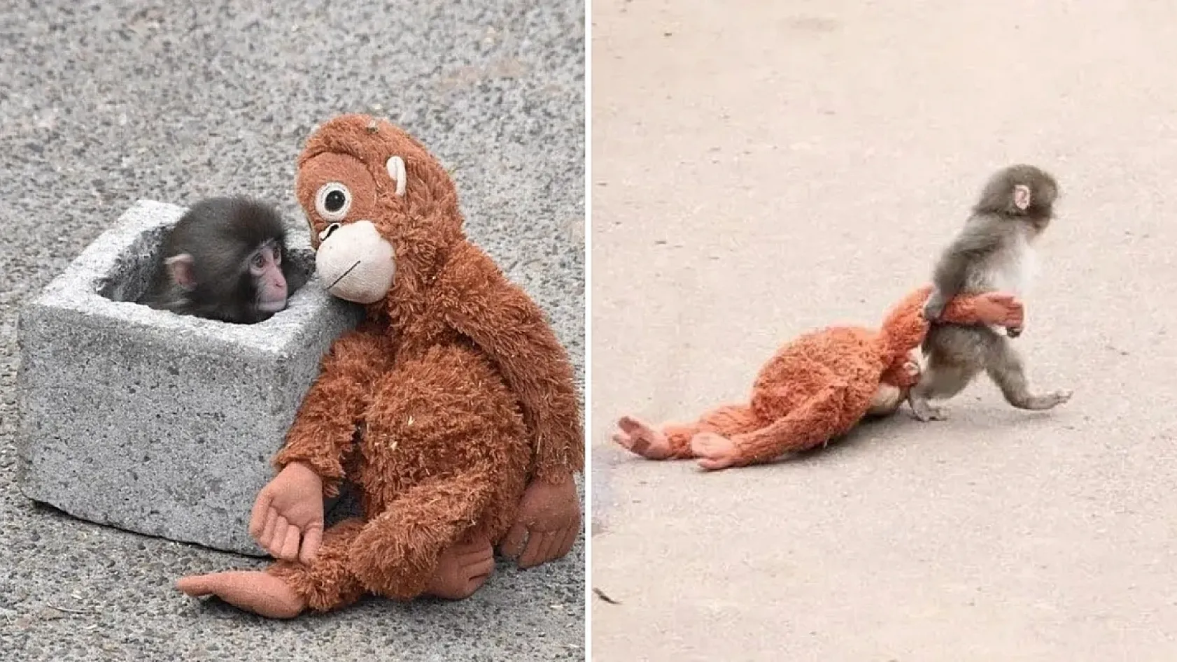 Google'da Punch the Monkey sürprizi!