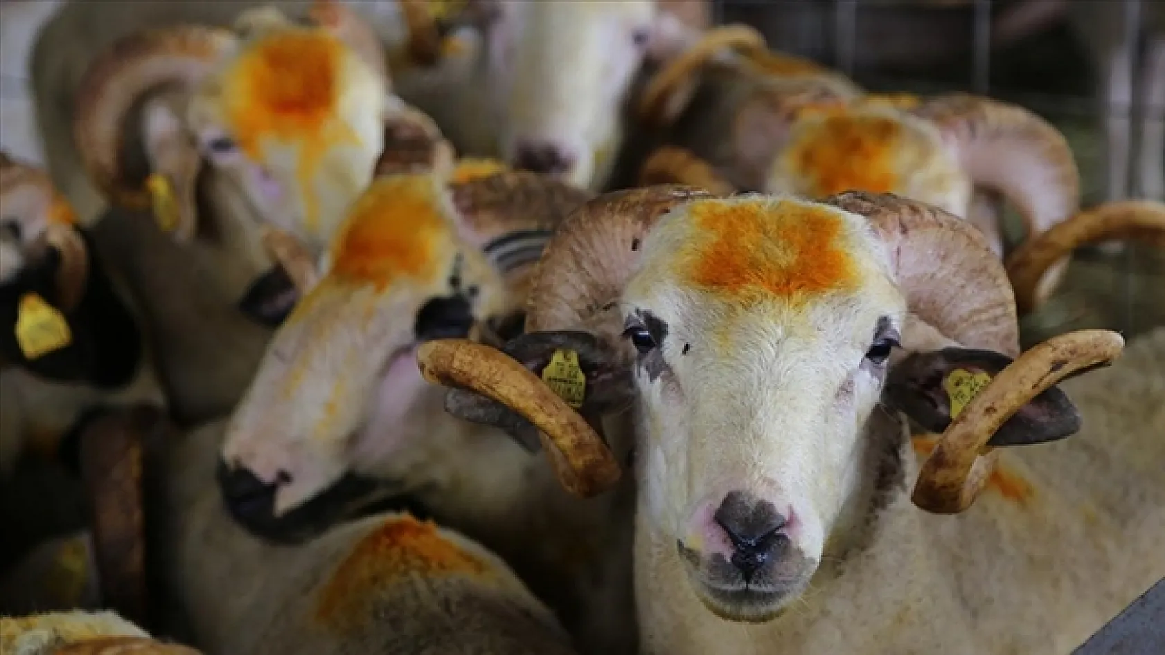 Kurban kesim vakti ne zaman başlar ve biter? İşte Tüm Detaylar