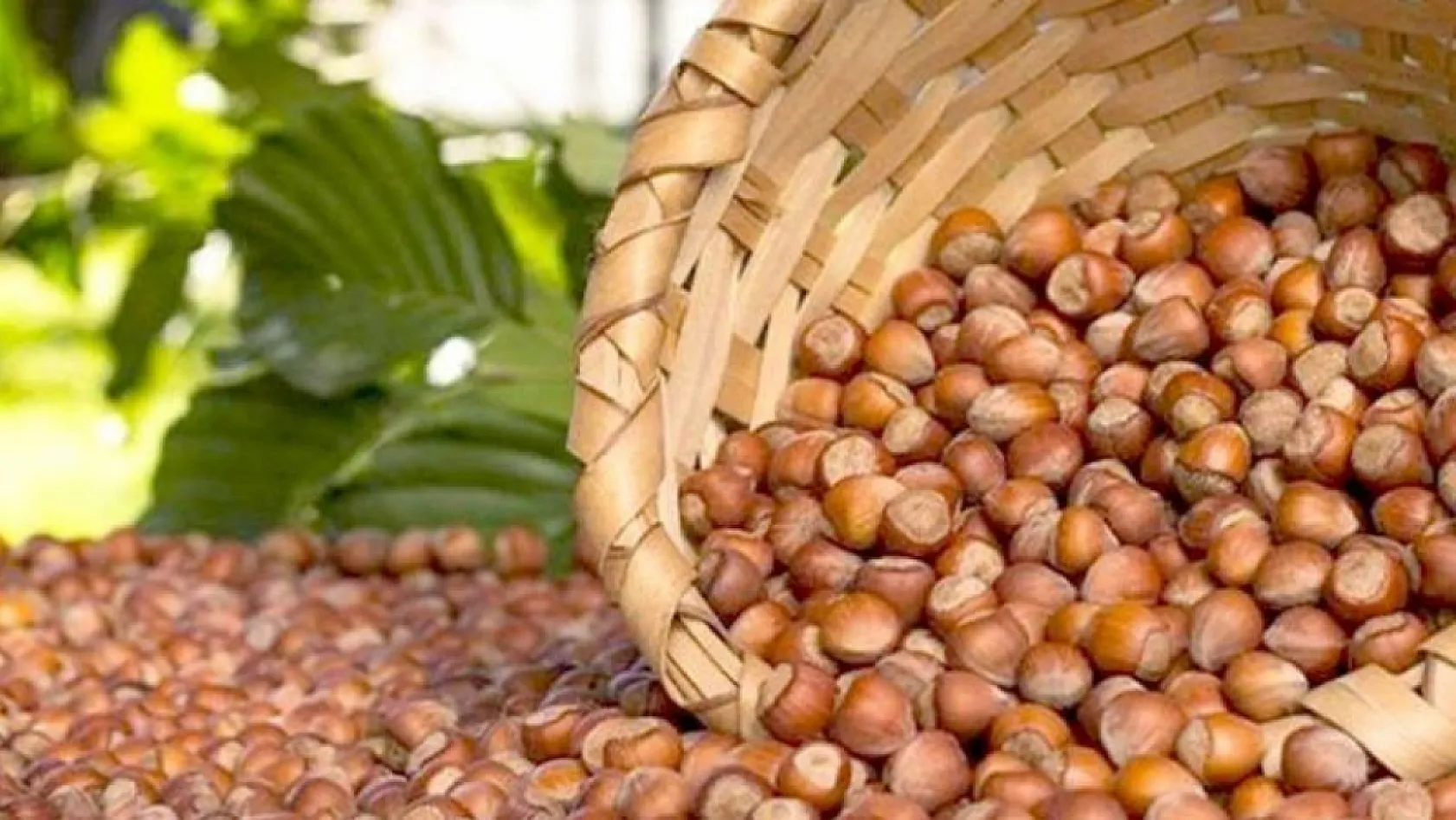 Zonguldak'ta Fındık Fiyatları Netleşti