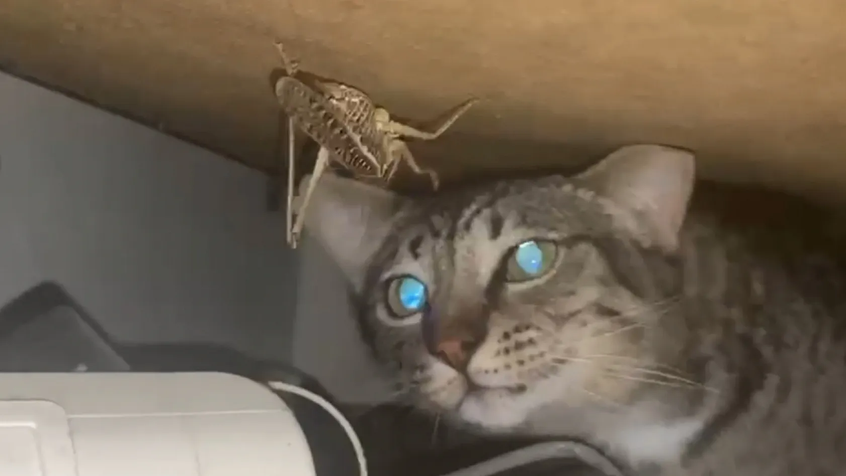 Samsun'da kedi ile dev çekirgenin nefes kesen karşılaşması