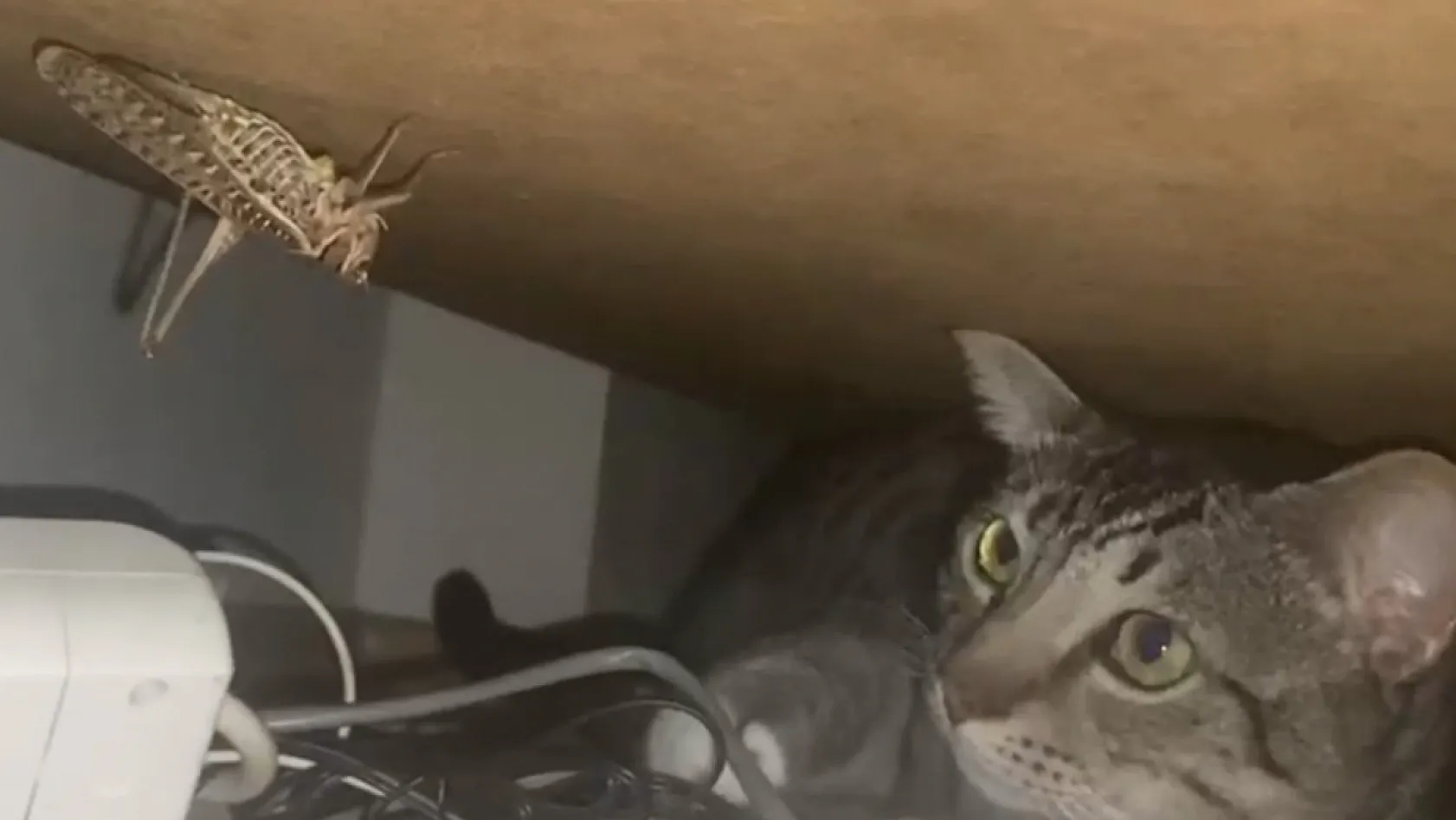 Samsun'da kedi ile dev çekirgenin nefes kesen karşılaşması