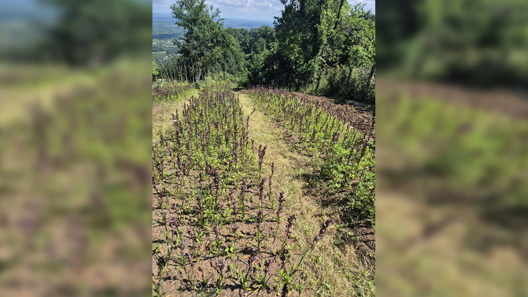 Salıpazarı'nda Salep Hasadı Yakından Takip Ediliyor