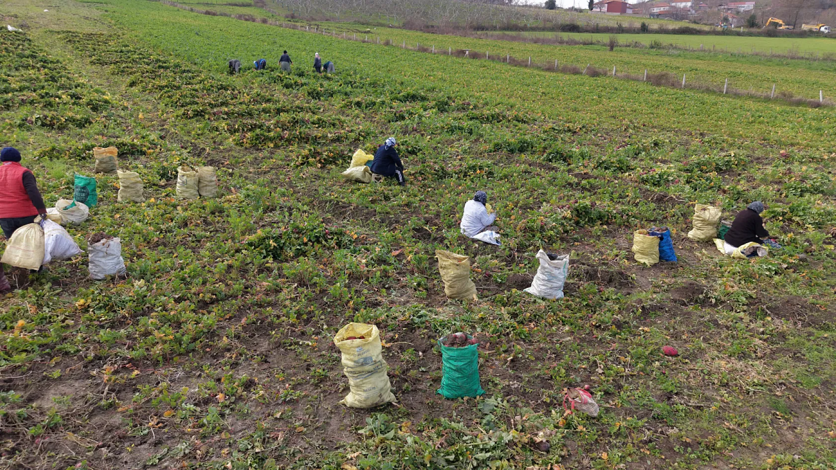Alaçam'da 'bedeş turpu'nun hasadı sürüyor