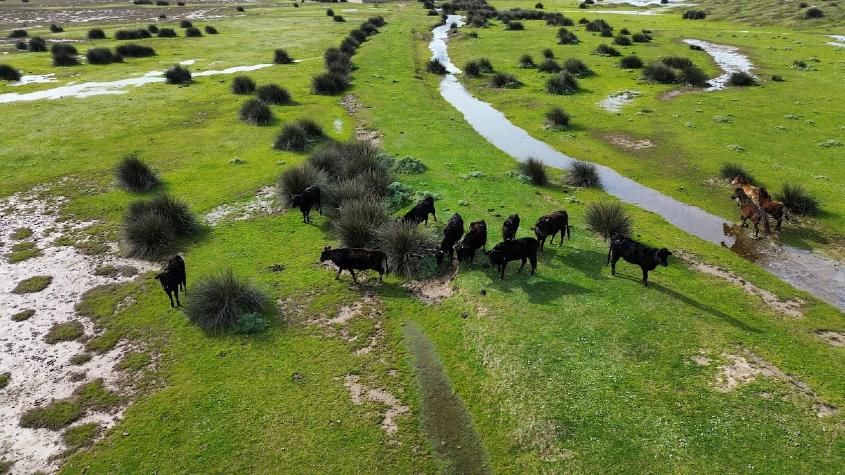 Kızılırmak Deltası Kuş cenneti UNESCO listesinde canlandı