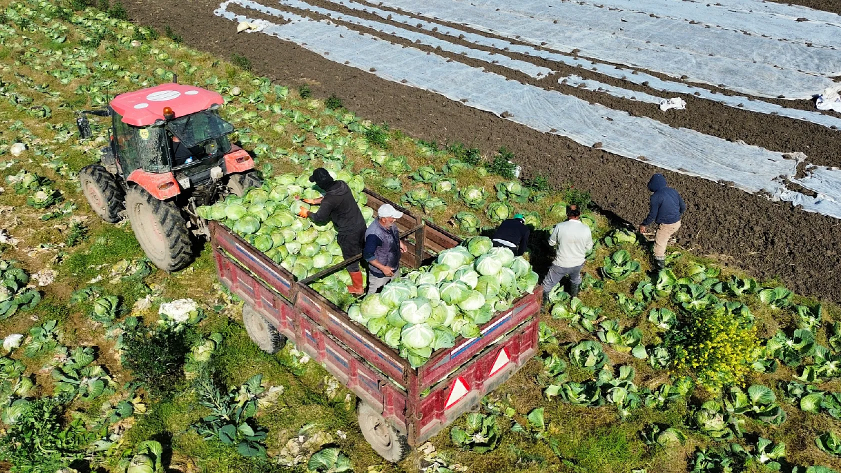 Bafra Ovası'nda kışlık sebze hasadı sona yaklaştı