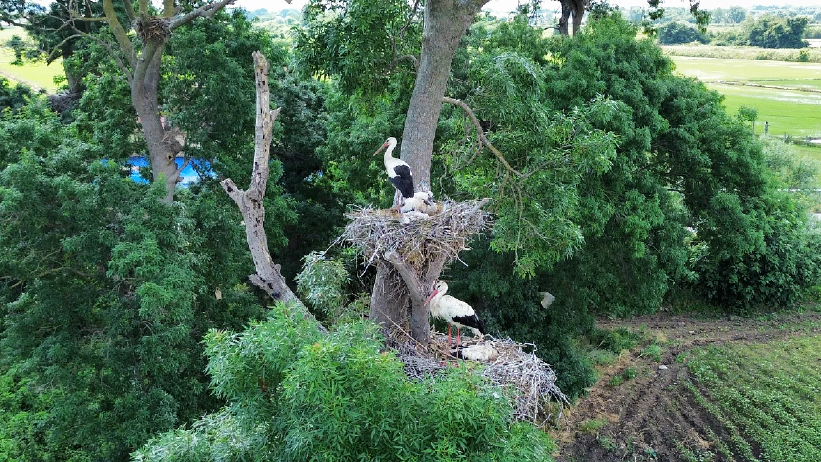 Kızılırmak Deltası'ndaki leylekler yavrularını büyütüyor