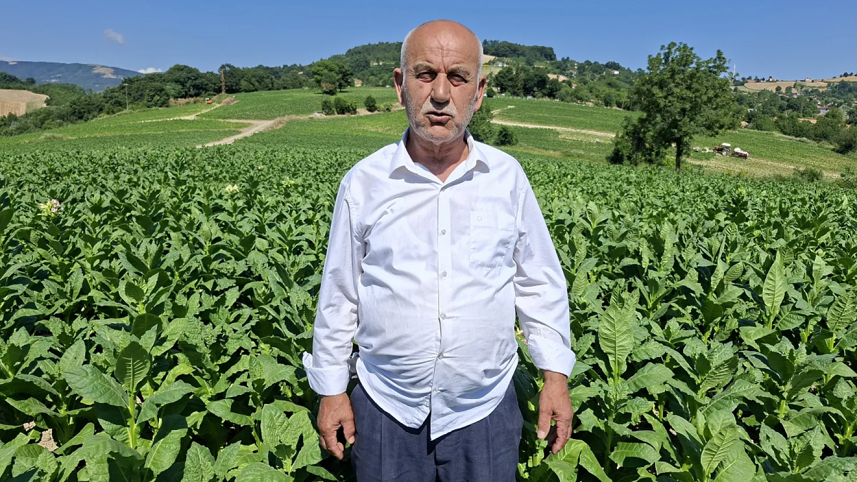 Bafra'da tütün mesaisi başladı: Üretici 400 TL'lik fiyatla sezona umutlu girdi