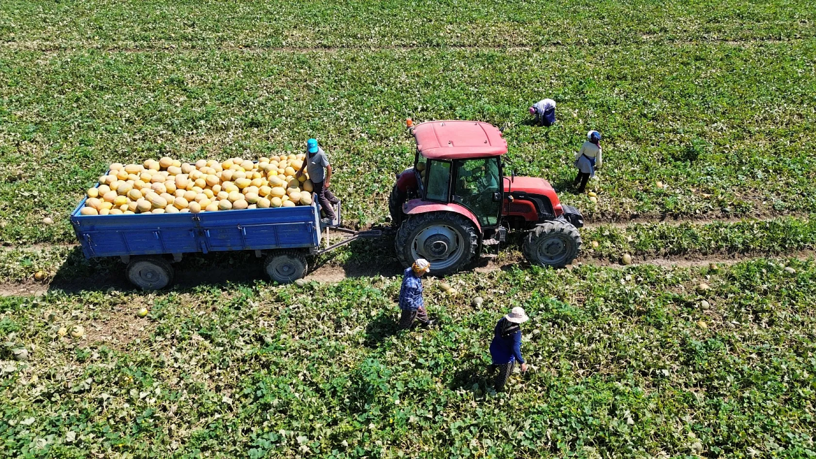Bafra Ovası'nda kavun hasadı sürüyor