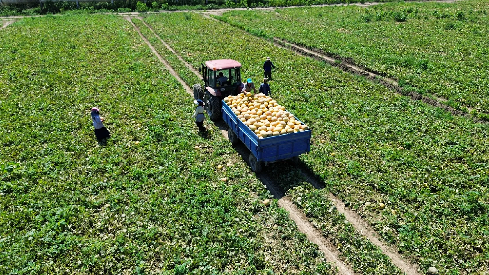 Bafra Ovası'nda kavun hasadı sürüyor