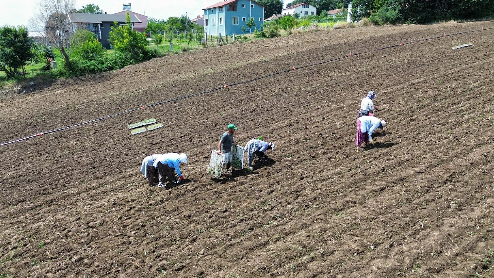 Bafra Ovası'nda kışlık sebze mesaisi başladı