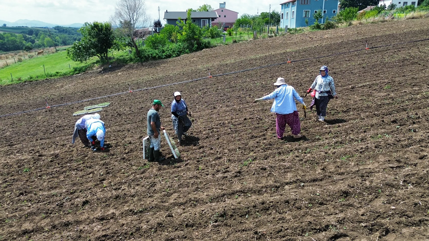 Bafra Ovası'nda kışlık sebze mesaisi başladı