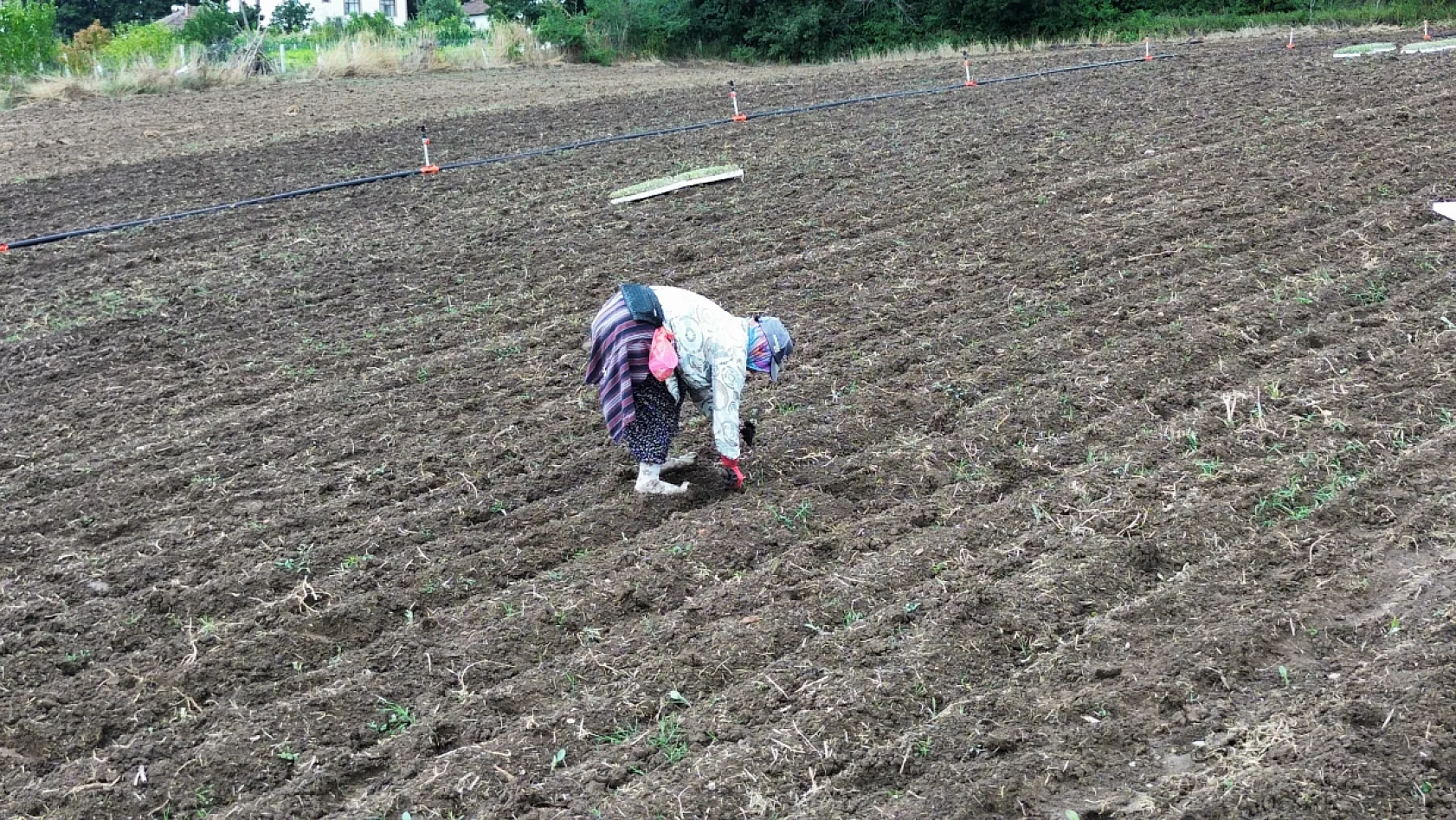 Bafra Ovası'nda kışlık sebze mesaisi başladı