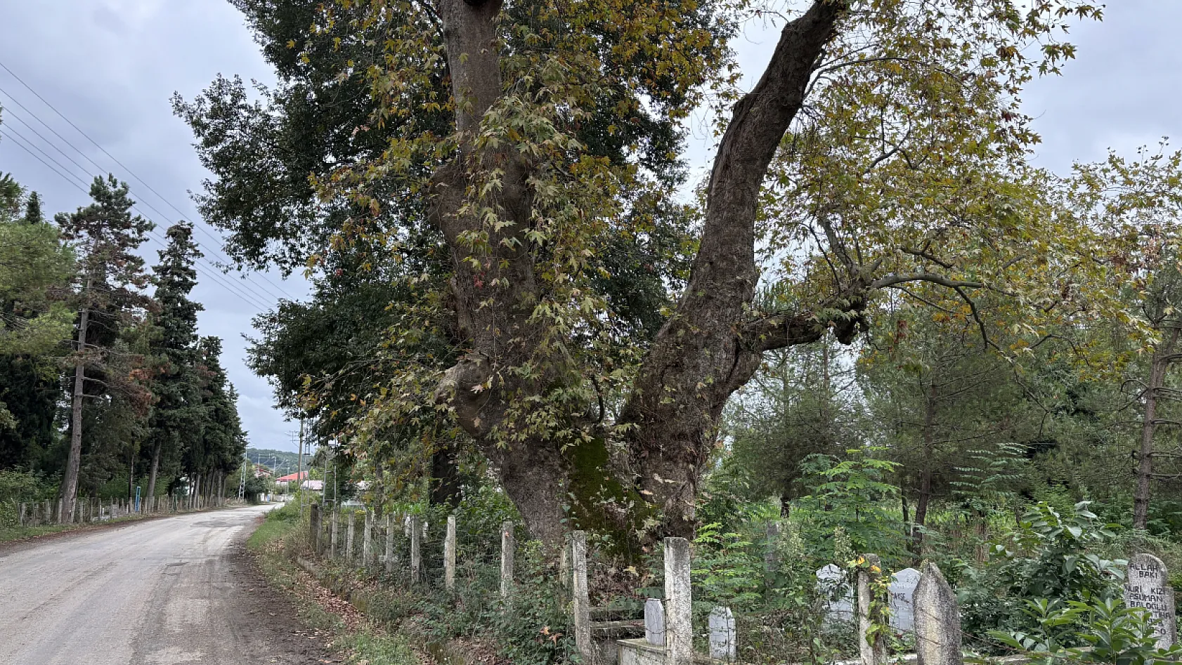 Alaçam'da yüzyıllara meydan okuyan iki çınar: Yaşları 630 ve 450 yıl
