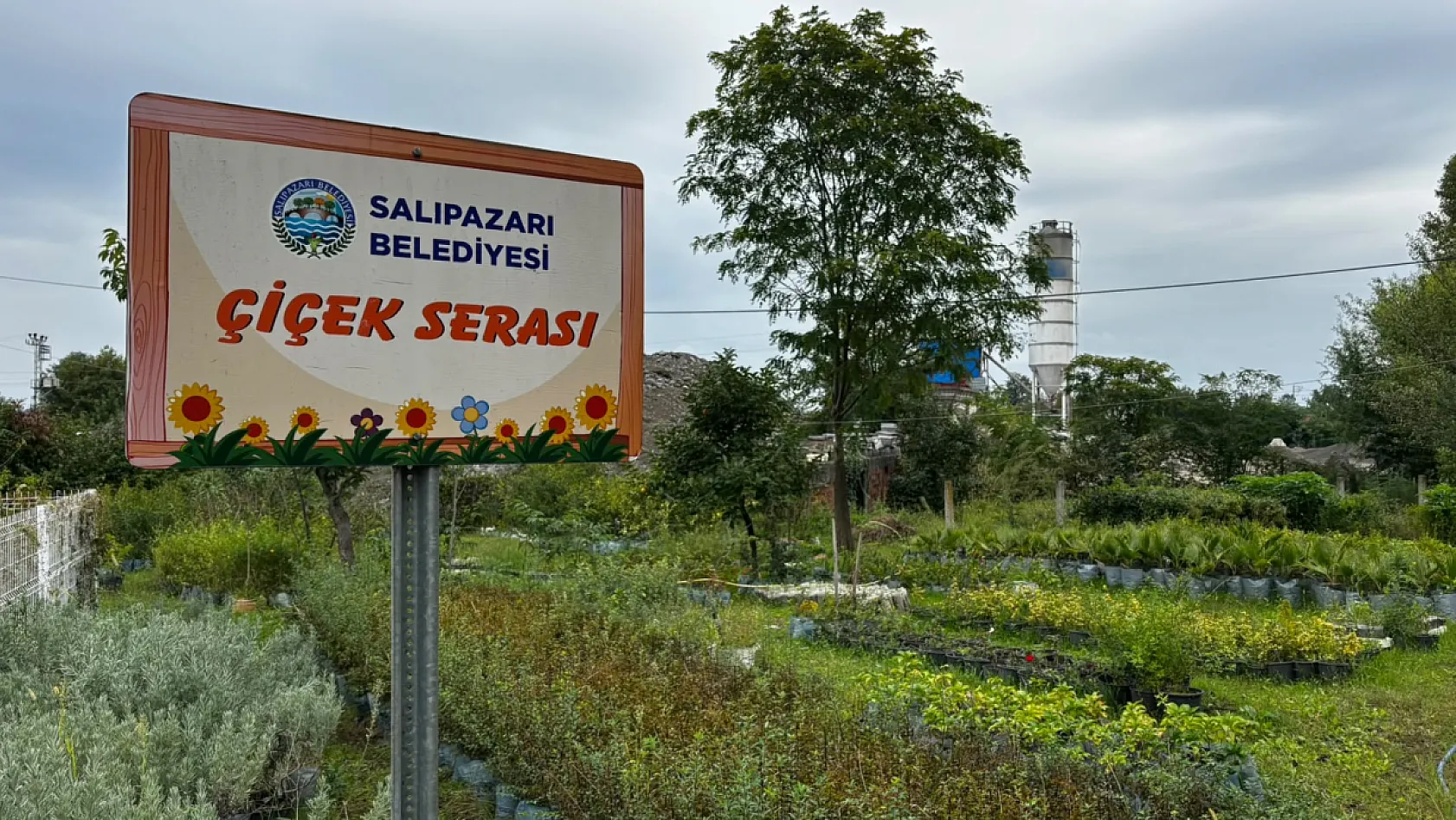 Salıpazarı'nda lavanta mesaisi: Belediyenin serasında yetişiyor