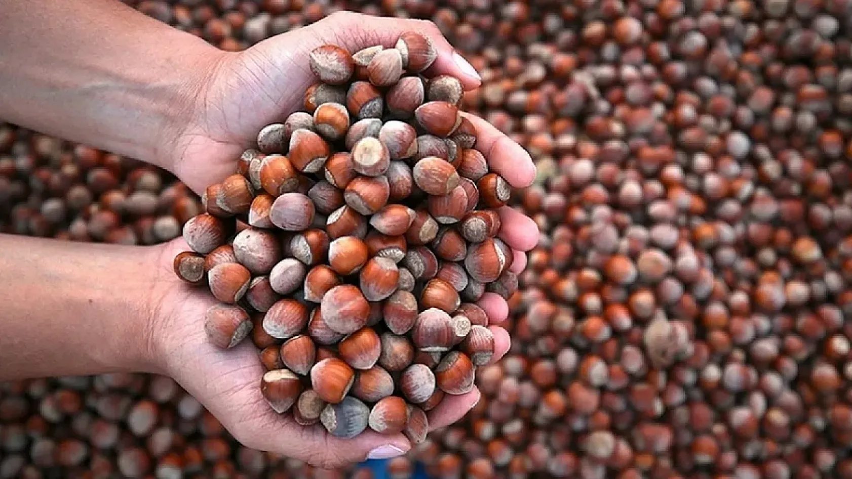 Karadeniz'in Altını yükselişe geçer mi? Fındıkta rakamlar yüz güldürmüyor!
