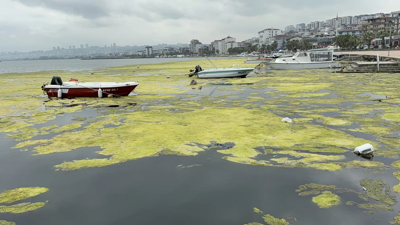 Kurupelit Marina Alarm Veriyor: 'Deniz Marulu' Kabusu İçin Dev Operasyon Başlıyor