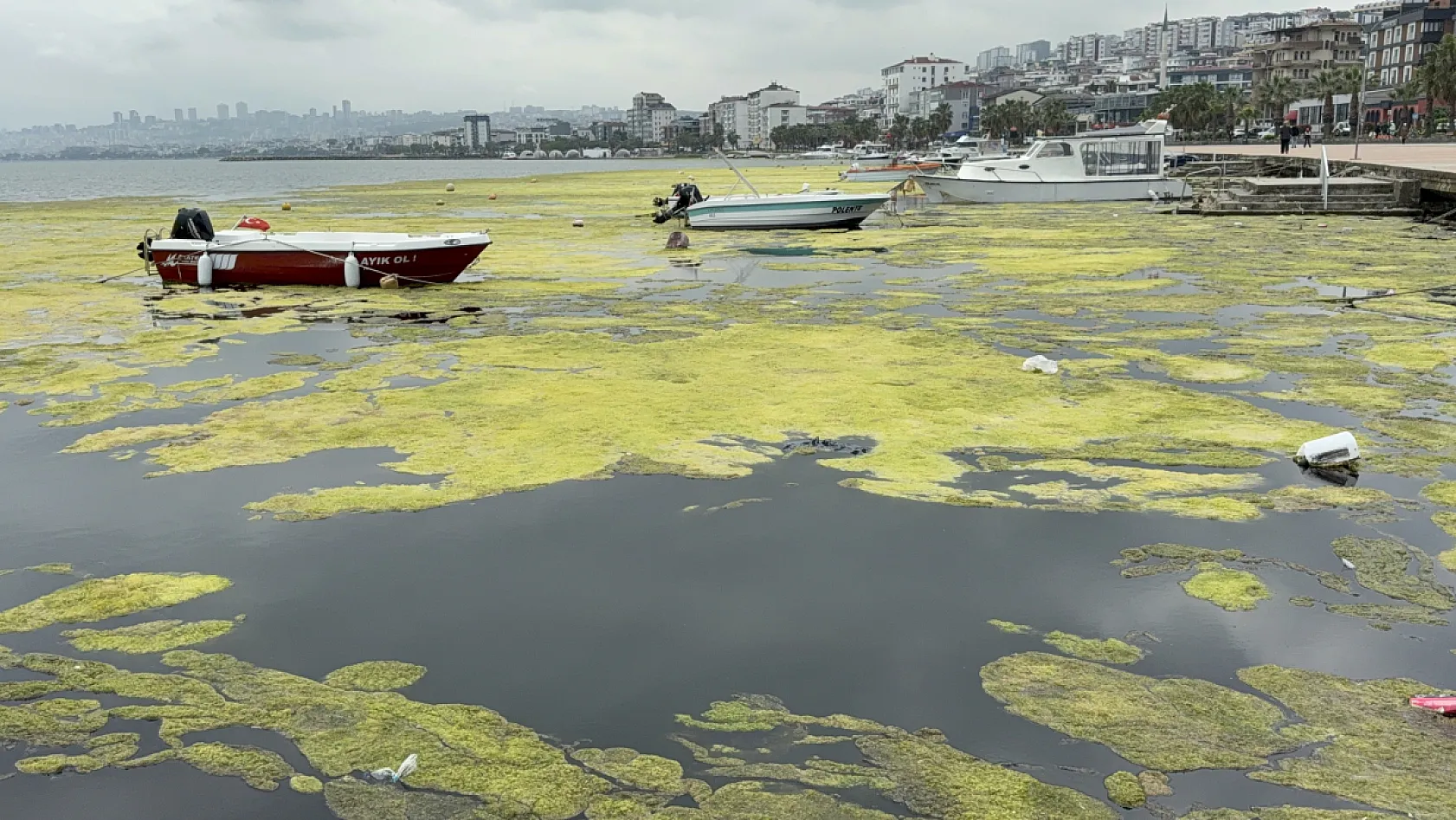 Kurupelit Marina Alarm Veriyor: 'Deniz Marulu' Kabusu İçin Dev Operasyon Başlıyor