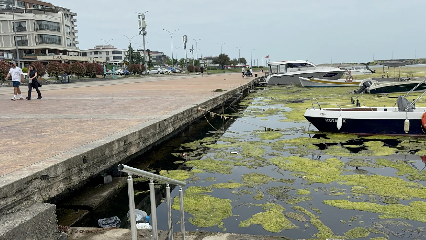 Kurupelit Marina Alarm Veriyor: 'Deniz Marulu' Kabusu İçin Dev Operasyon Başlıyor