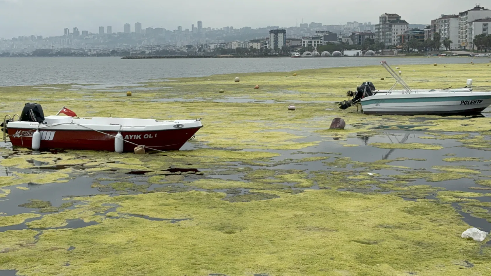 Kurupelit Marina Alarm Veriyor: 'Deniz Marulu' Kabusu İçin Dev Operasyon Başlıyor