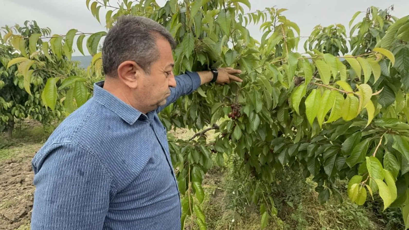 Aşırı Yağışlar Meyveyi Vurdu: Verim Kaybı Kapıda