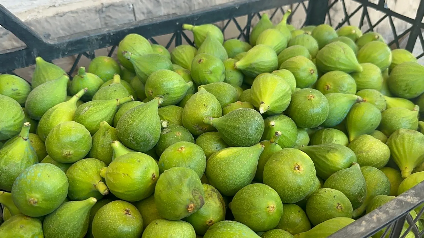 Siyah incirin yolculuğu başladı: Önce ilek, sonra hasat