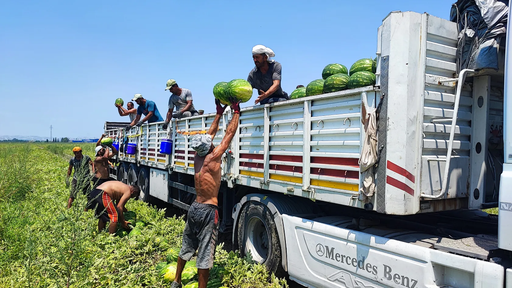 40 derecelik sıcakta karpuz mesaisi: İşçiler ekmek parası için ter döküyor
