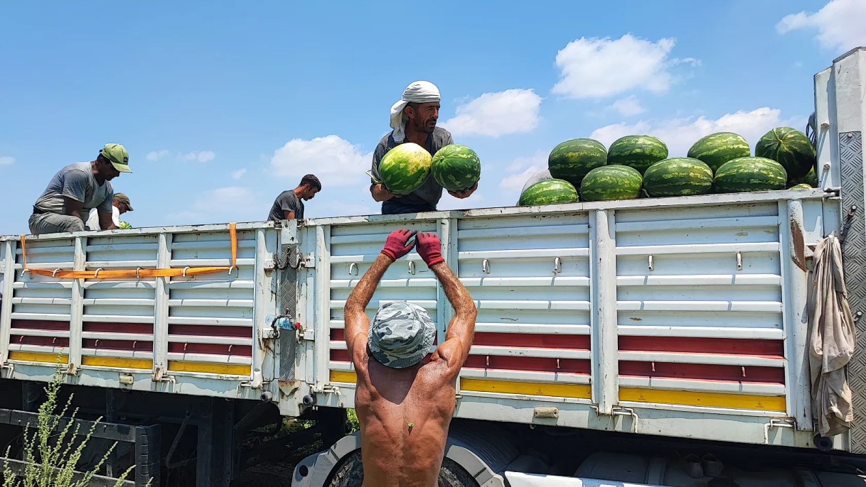 40 derecelik sıcakta karpuz mesaisi: İşçiler ekmek parası için ter döküyor