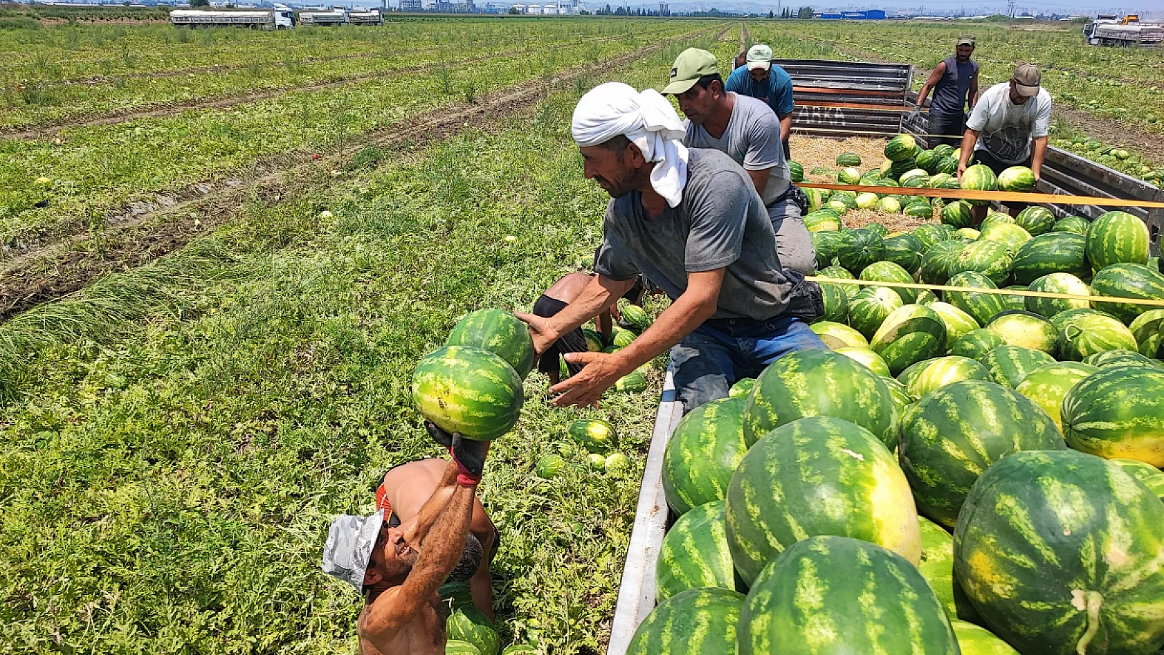 40 derecelik sıcakta karpuz mesaisi: İşçiler ekmek parası için ter döküyor