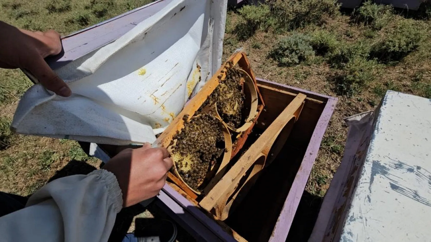 Süphan Dağı'nın Zengin Florası Arıcının Yüzünü Güldürdü