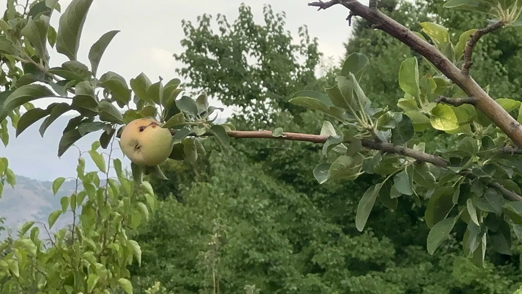 Zirai Donun Vurduğu Bahçede Bir Yıl Sonra Bereket Sevinci