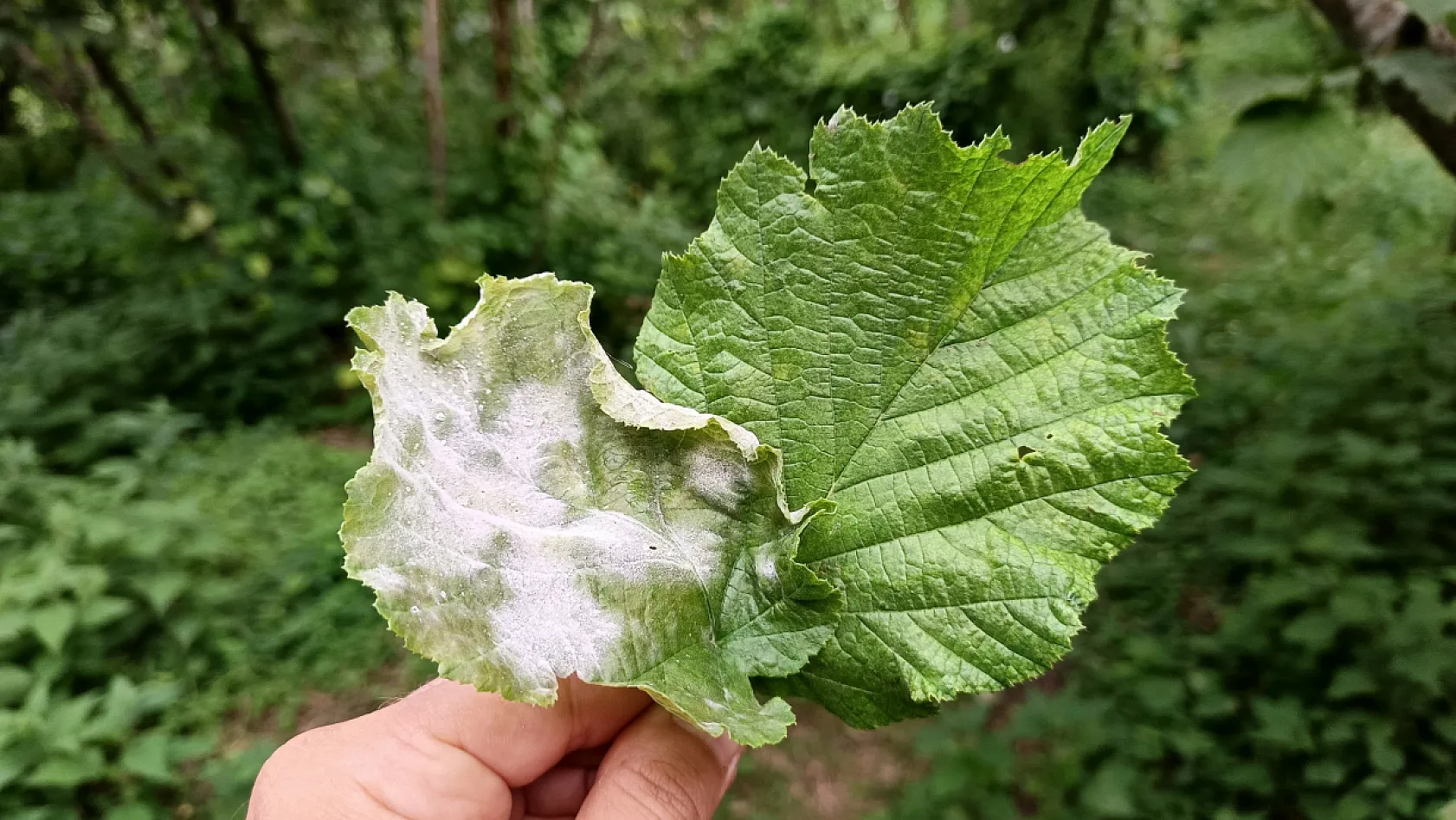 Külleme hastalığı fındıkta verim ve kaliteyi tehdit ediyor
