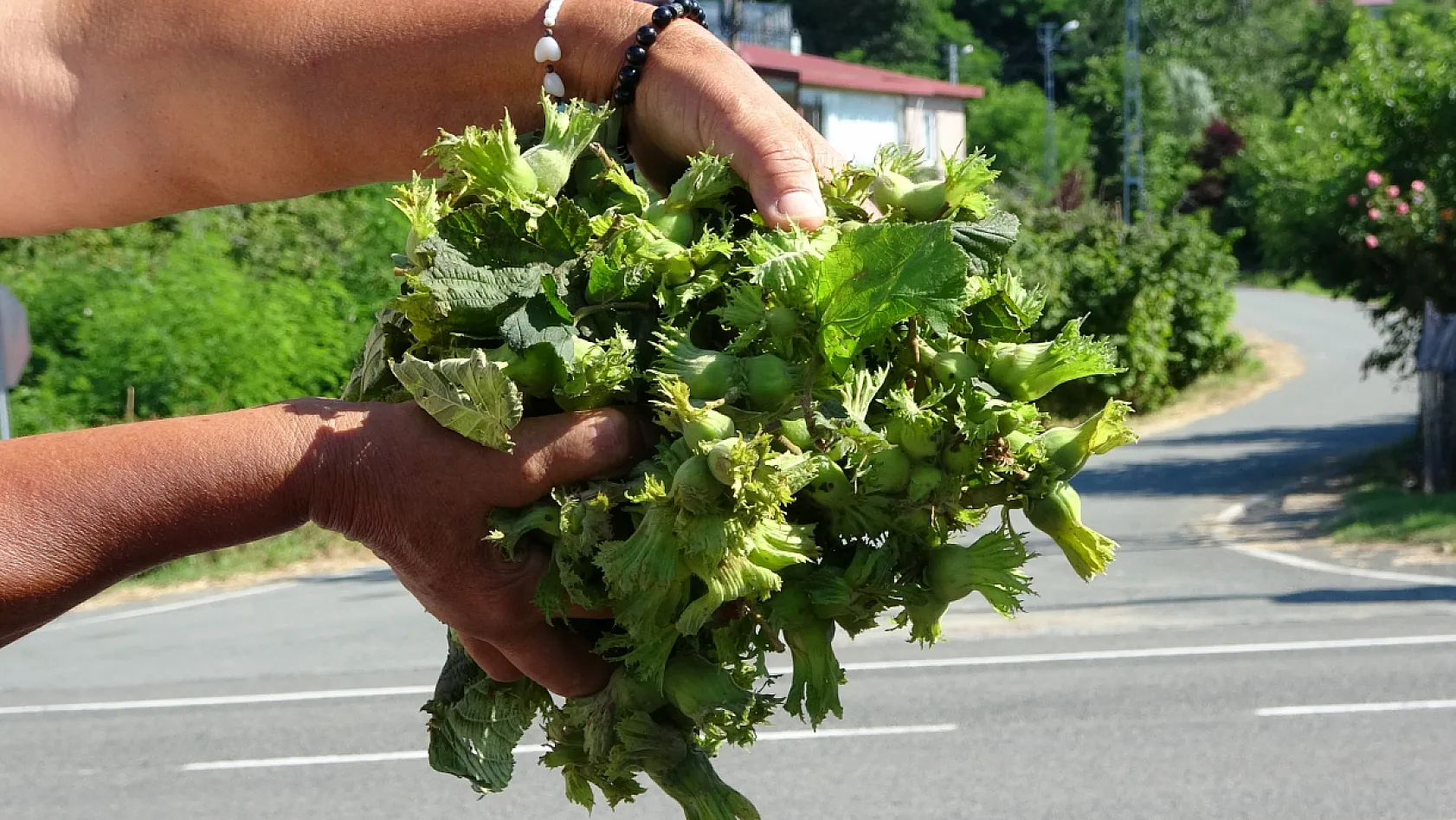 Ordu'da taze fındık tezgahlarda: Kilosu 200 liradan satılıyor
