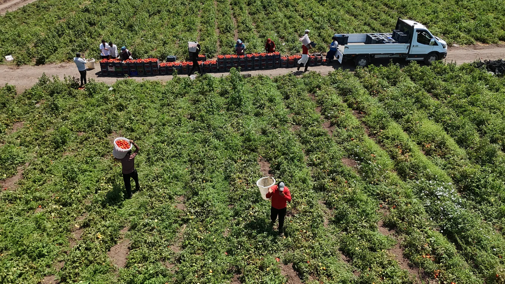 Kavurucu sıcakta domates mesaisi: Tarlada 15 TL, tezgahta 30 TL