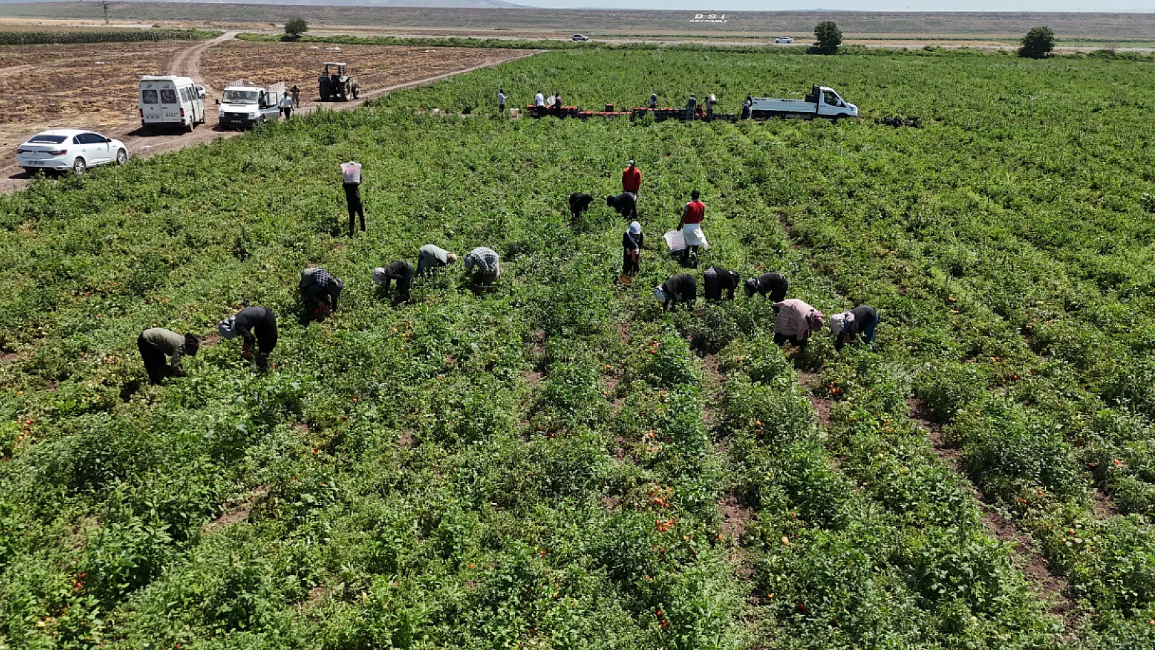 Kavurucu sıcakta domates mesaisi: Tarlada 15 TL, tezgahta 30 TL