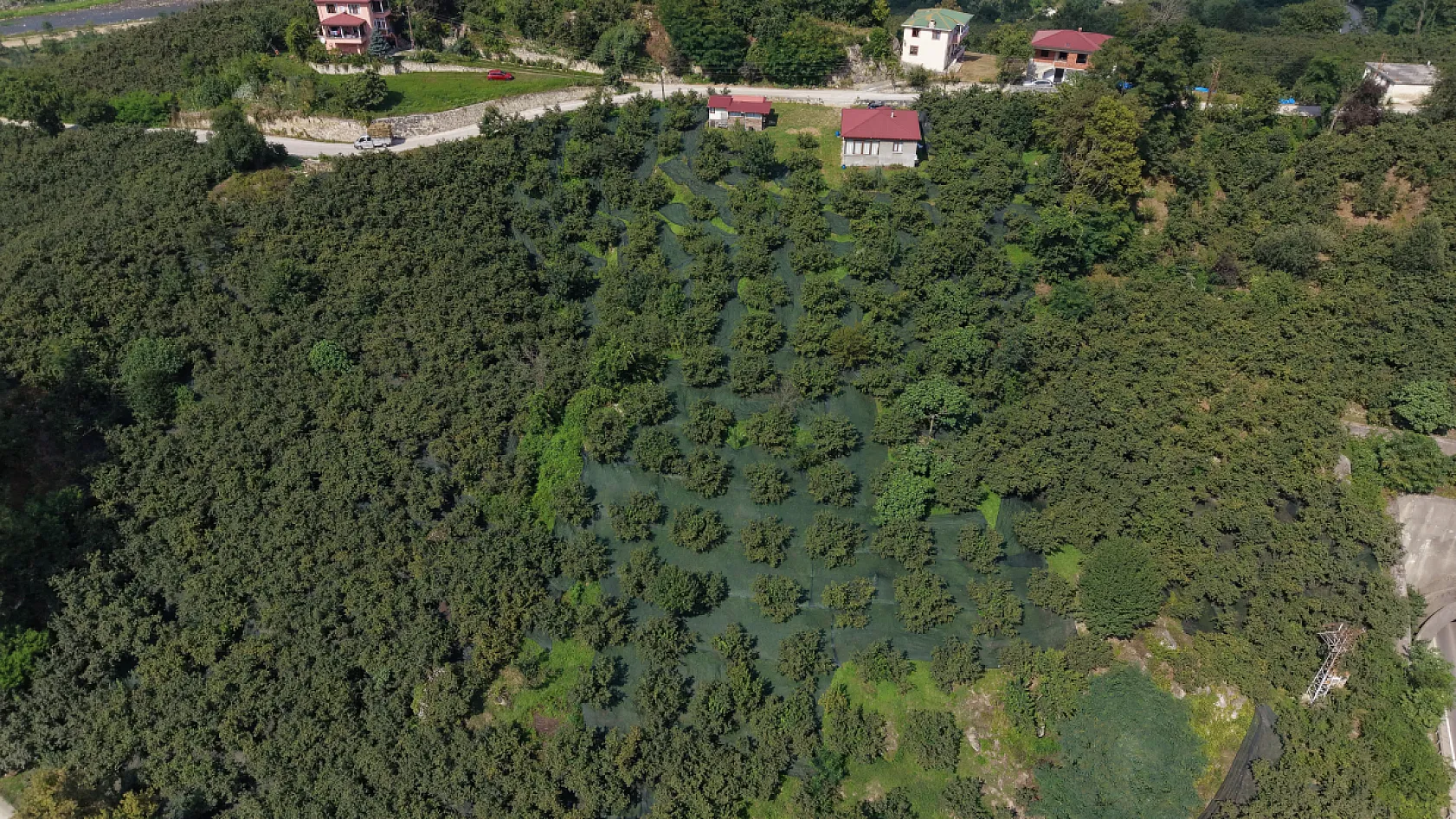 Fındıkta yevmiye yükünü azaltan yöntem
