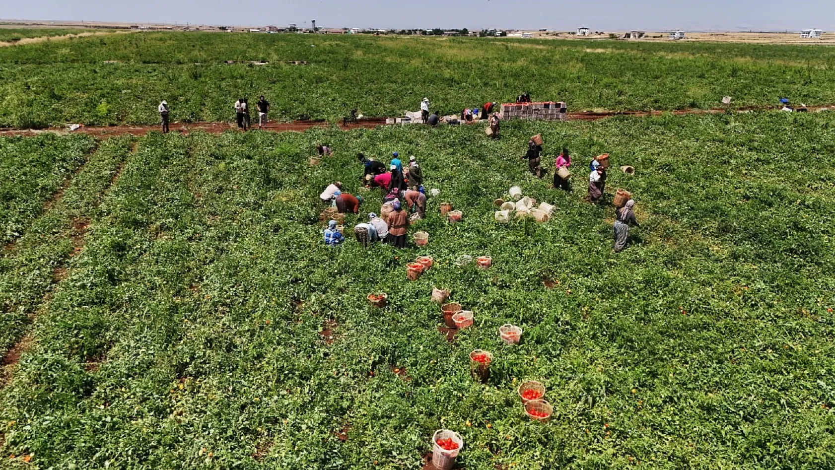 48 derece sıcakta mesai: Karacadağ domatesi dünyaya gidiyor