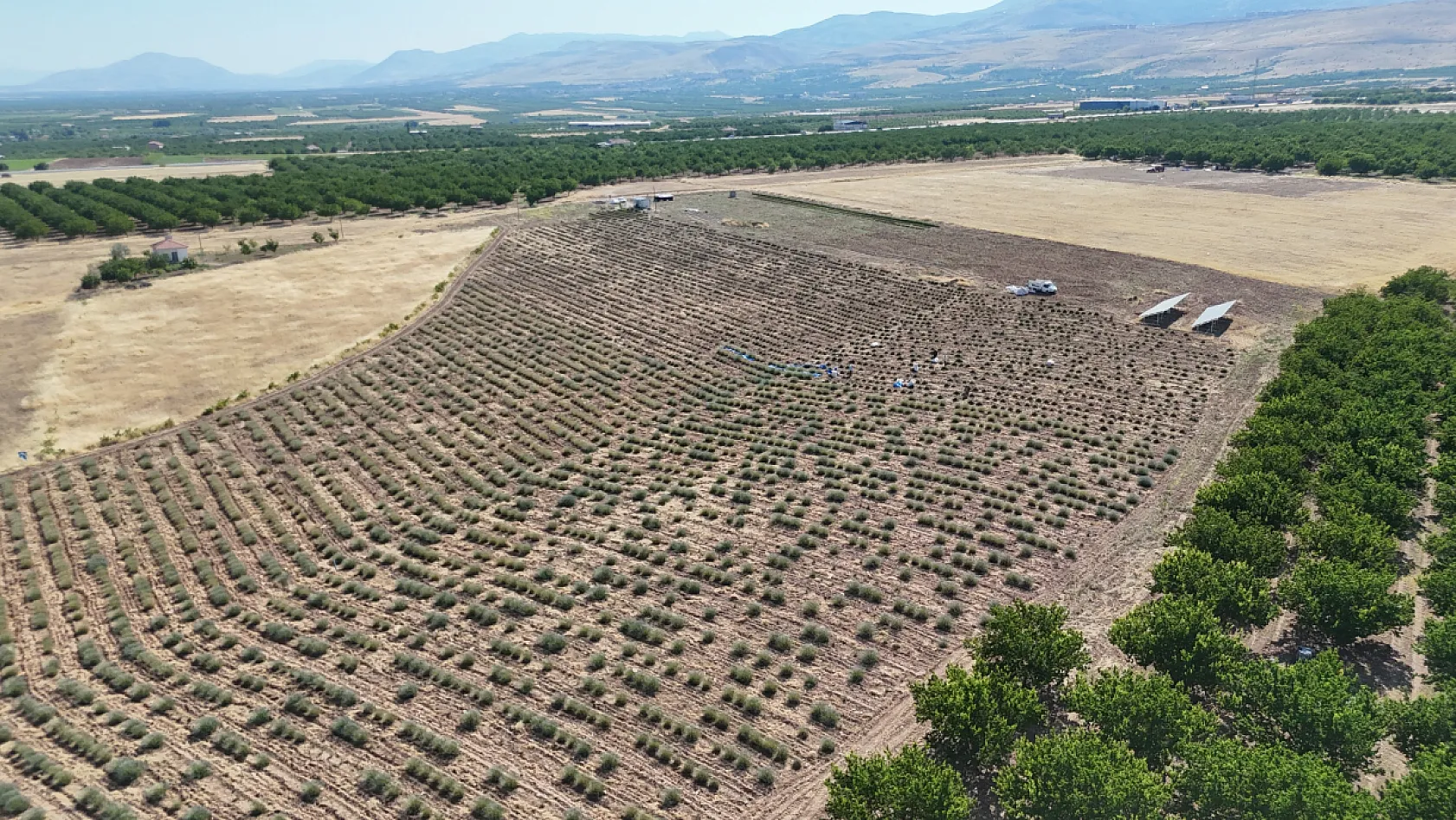 Lavantalar toplandı, emekler tarlaya döküldü