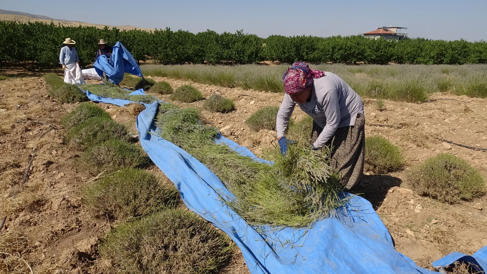 Lavantalar toplandı, emekler tarlaya döküldü