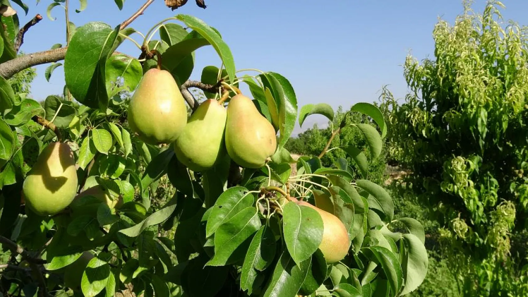 Malatya'da kayısıya alternatif ürünler yüz güldürdü: İlk hasat başladı