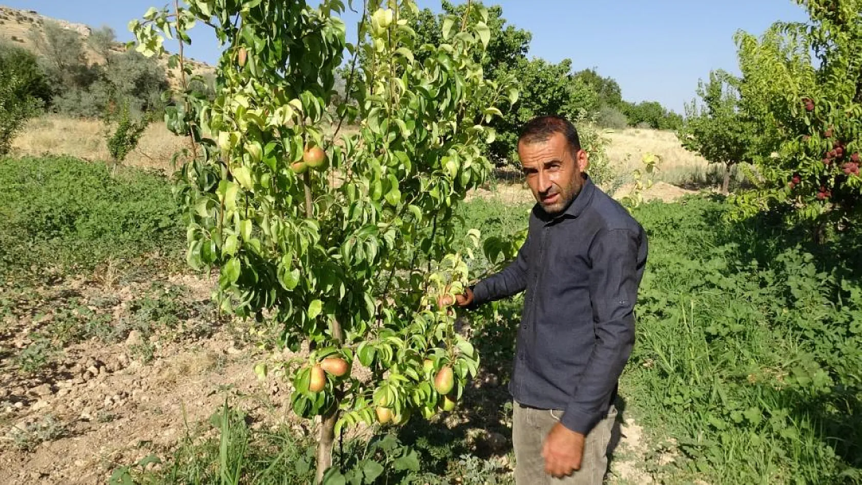 Malatya'da kayısıya alternatif ürünler yüz güldürdü: İlk hasat başladı