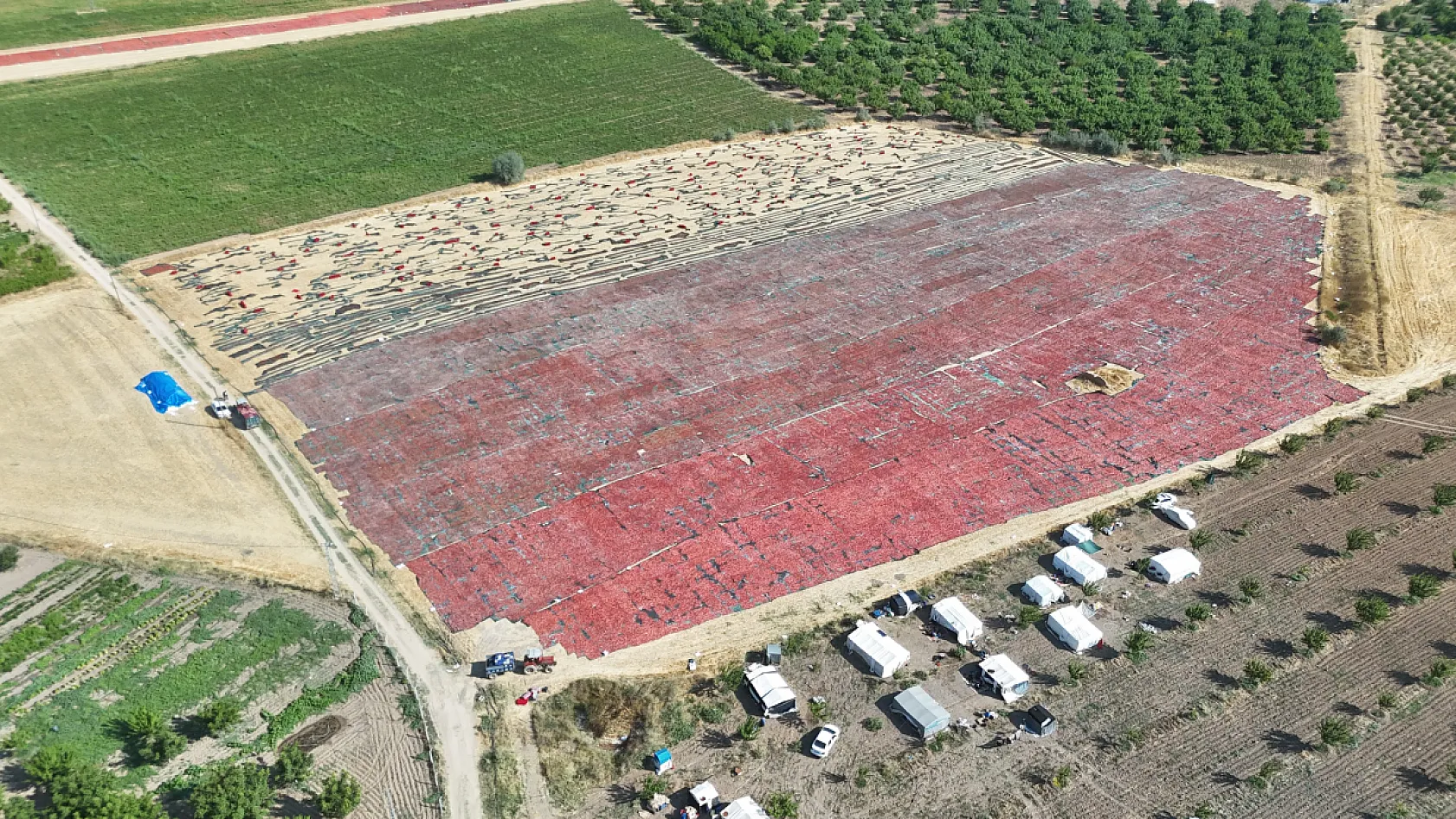 Malatya'da kayısıya alternatif ürün: Kurutmalık domatesler dünya pazarına gidiyor