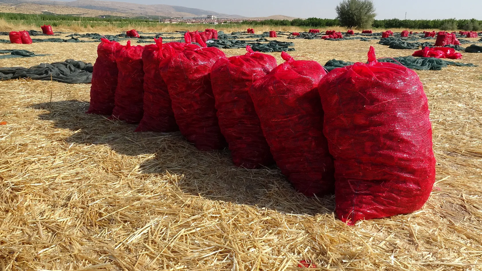Malatya'da kayısıya alternatif ürün: Kurutmalık domatesler dünya pazarına gidiyor